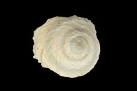 藏品(陽傘螺)的圖片